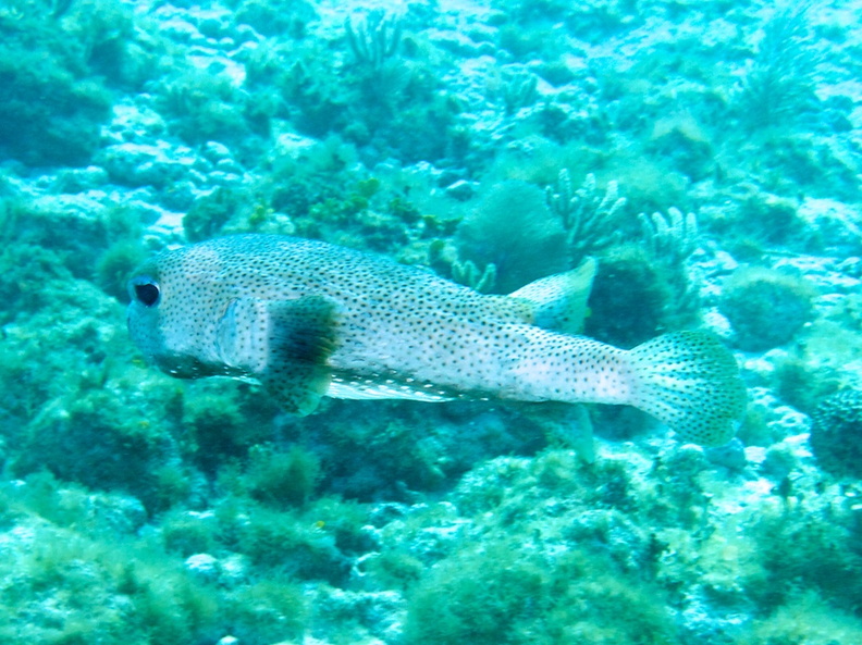 Porcupinefish IMG_3135.jpg